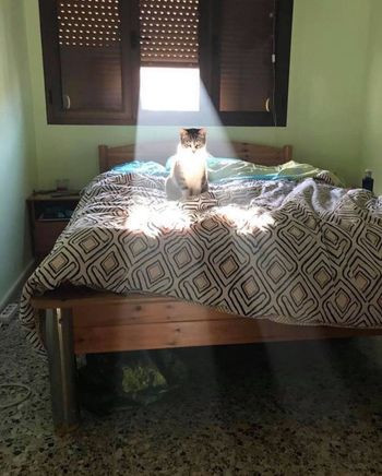 him
