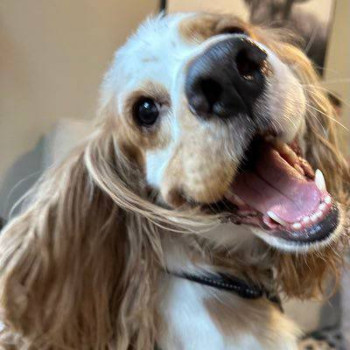 My Dog Crypto