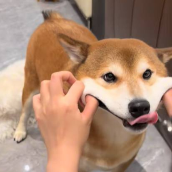 #1 Douyin Shiba 比方