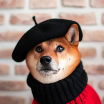 Shiba wif beret