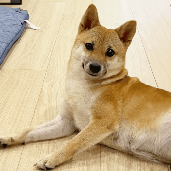Pochita