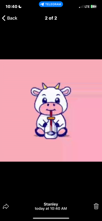 LOLA THE COW
