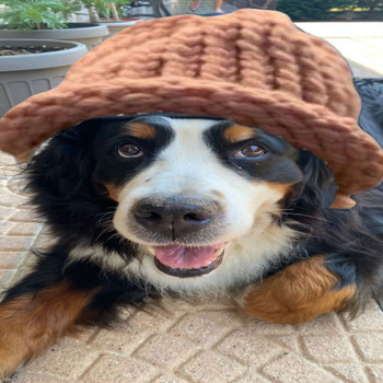 DogSwaghat