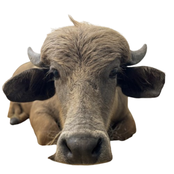 ESCAPED WATER BUFFALO