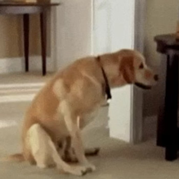 scoot dog