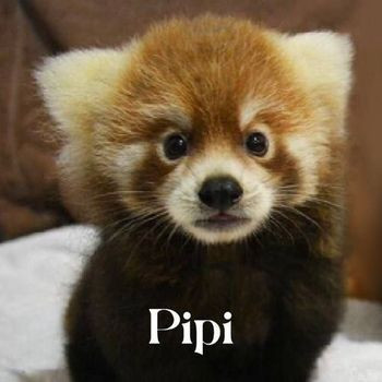 Pipi