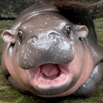Moodeng the baby hippo