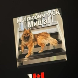 vitaliks-dog-3