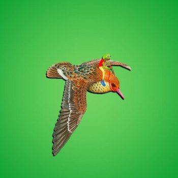 Flight of the Peace Frog