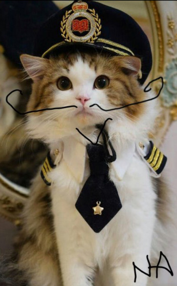 Neuracat