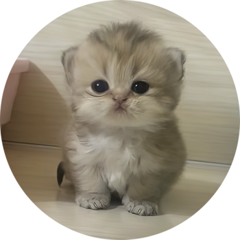 mimi