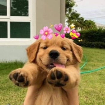 BUDDY