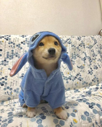 Stitchu