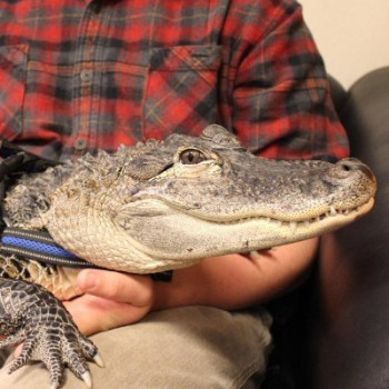 emotional-support-alligator