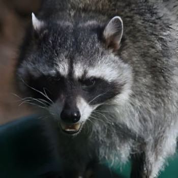 Oldest Raccoon