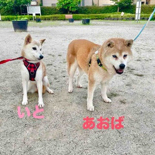 Ao-Chan