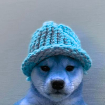 dogbwifhat