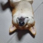 tired dog