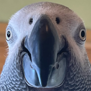 Nr. 1 Parrot on the Internet