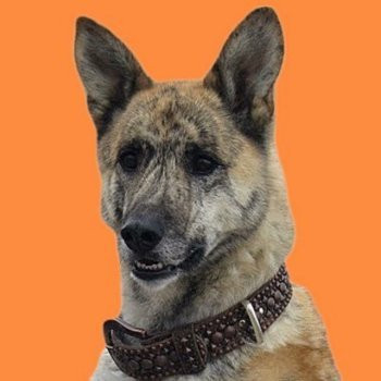 First Bitcoin Dog