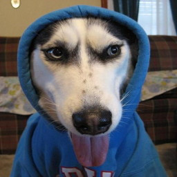 Dogwifhoodie