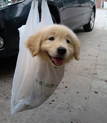Dog in a bag