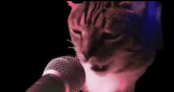Rapping Cat
