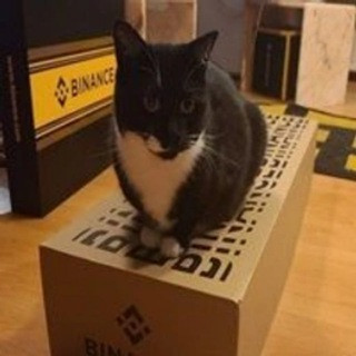 binance-cat-2