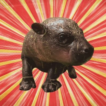 Baby Pygmy Hippo