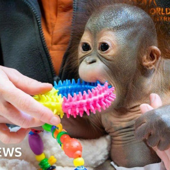 Baby Orangutan Sibu Junior