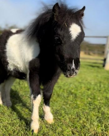 Ozzy the mini horse 