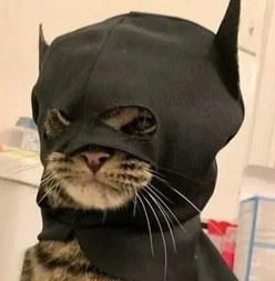batcat