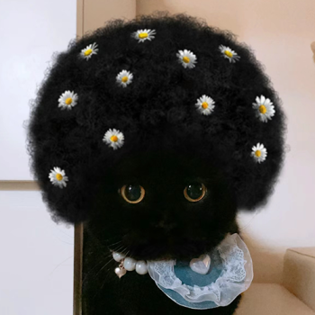CAT WIF AFRO