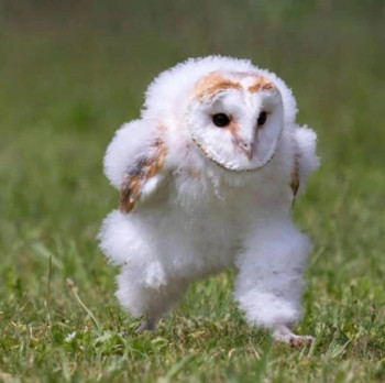 Alfred the baby barn owl