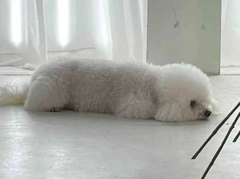 loaf