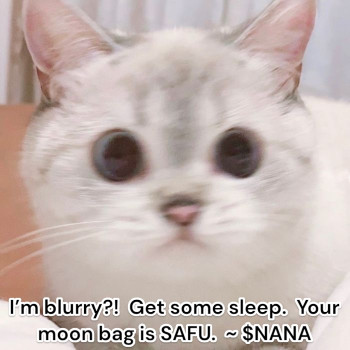 Nana the cat