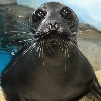 Chuck the Viral TikTok Seal