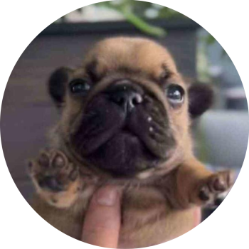 pupper