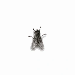 watch this fly