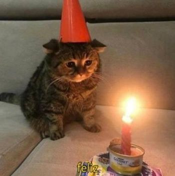Lonely Cat