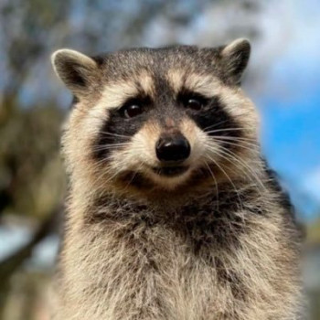 Fred The Raccoon