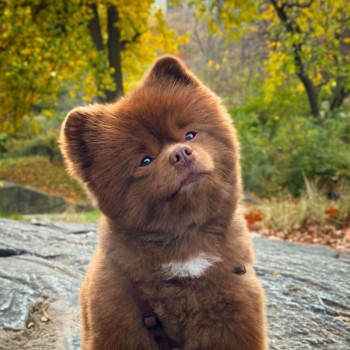 bertram-the-pomeranian