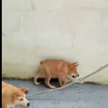 doggo-inu