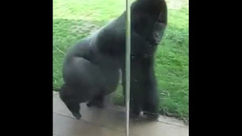 Spinna Da Gorillla