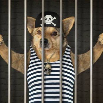 doginjail