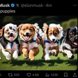 $PUPPIES | Moontok.io 月兔