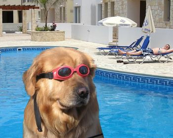doginthpool