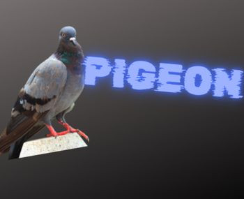 pigeon