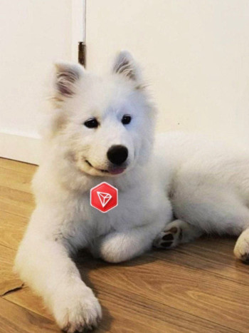 TRON'S DOG