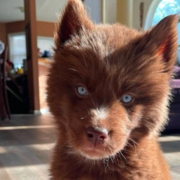 red-siberian-husky